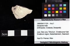 Foto (Objket + Etiketten) von Decapoda indet. 